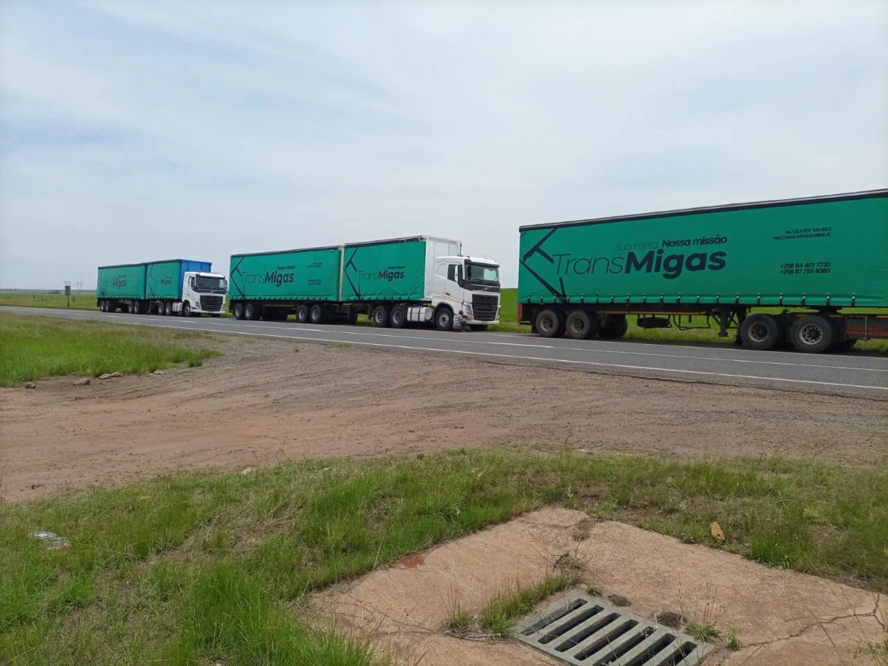 Camiões Trans Migas com tautliners verdes na estrada